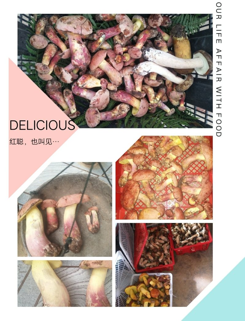 野生菌牛肝菌（红聪），也叫见手青，是云南特有的一种菌子。