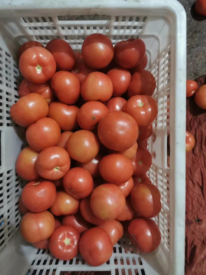 河北西红柿粉果西红柿蔬菜大番茄沙瓤西红柿产地批发