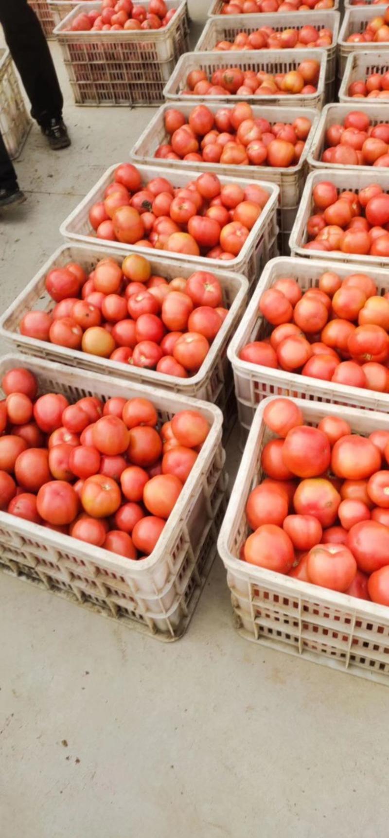 河北西红柿粉果西红柿蔬菜大番茄沙瓤西红柿产地批发