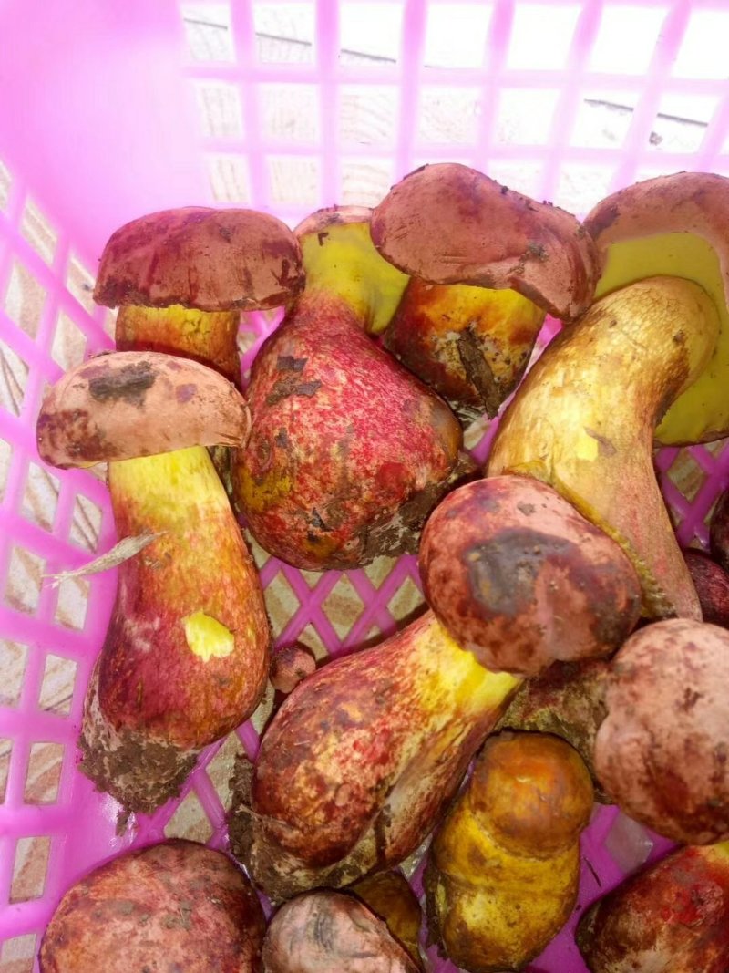 野生菌牛肝菌（红聪），也叫见手青，是云南特有的一种菌子。