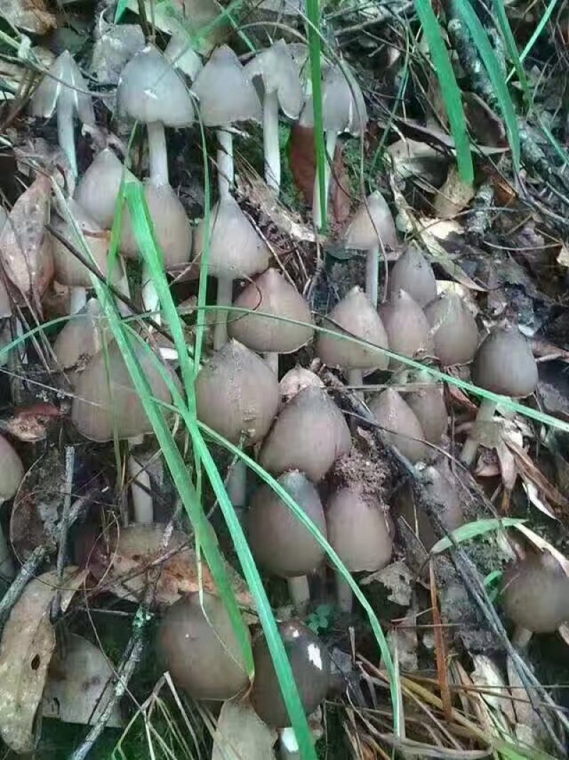 野生菌鸡枞菌，新鲜货，支持快递，偏远地方先咨询在下单！