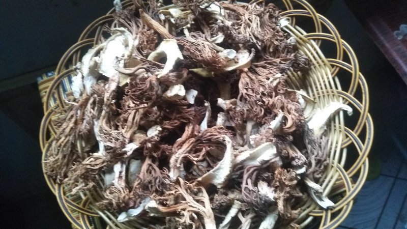 野生菌扫把菌，菌体形俊俏，色泽秀美，营养丰富，味道鲜美.