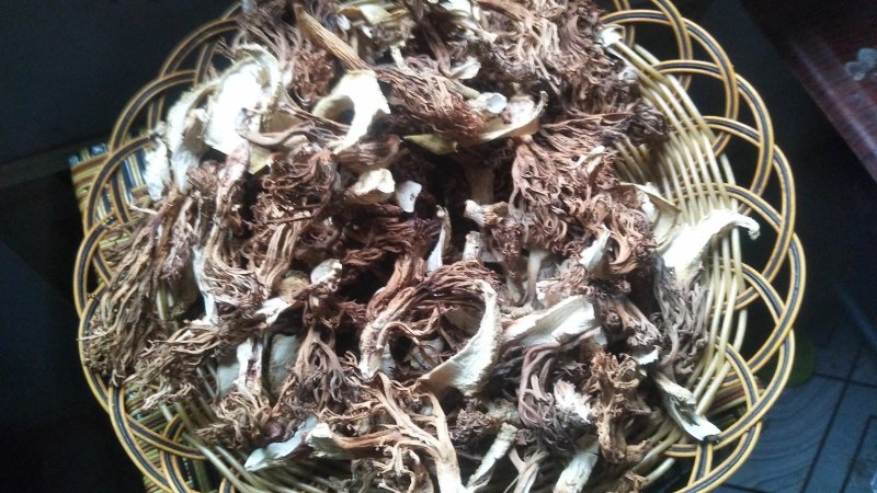 野生菌扫把菌，菌体形俊俏，色泽秀美，营养丰富，味道鲜美.