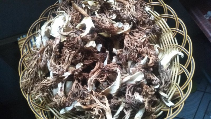 野生菌扫把菌，菌体形俊俏，色泽秀美，营养丰富，味道鲜美.