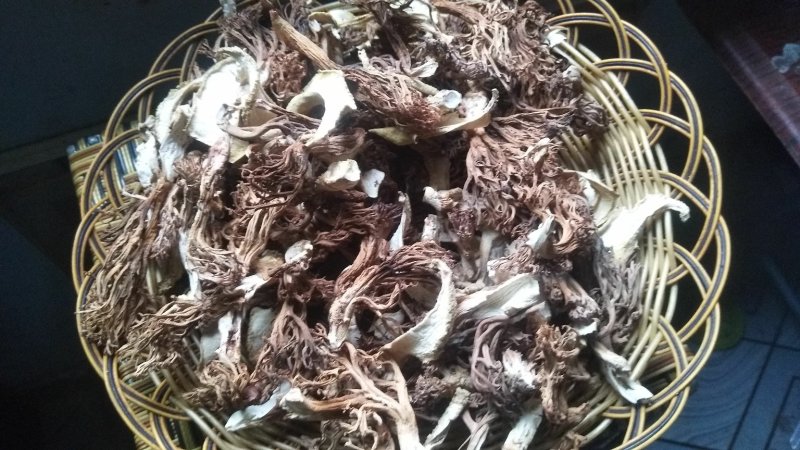 野生菌扫把菌，菌体形俊俏，色泽秀美，营养丰富，味道鲜美.