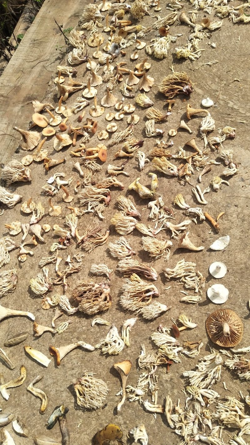 野生菌扫把菌，菌体形俊俏，色泽秀美，营养丰富，味道鲜美.