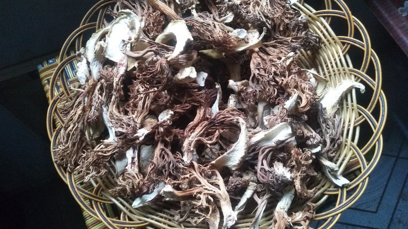 野生菌扫把菌，菌体形俊俏，色泽秀美，营养丰富，味道鲜美.