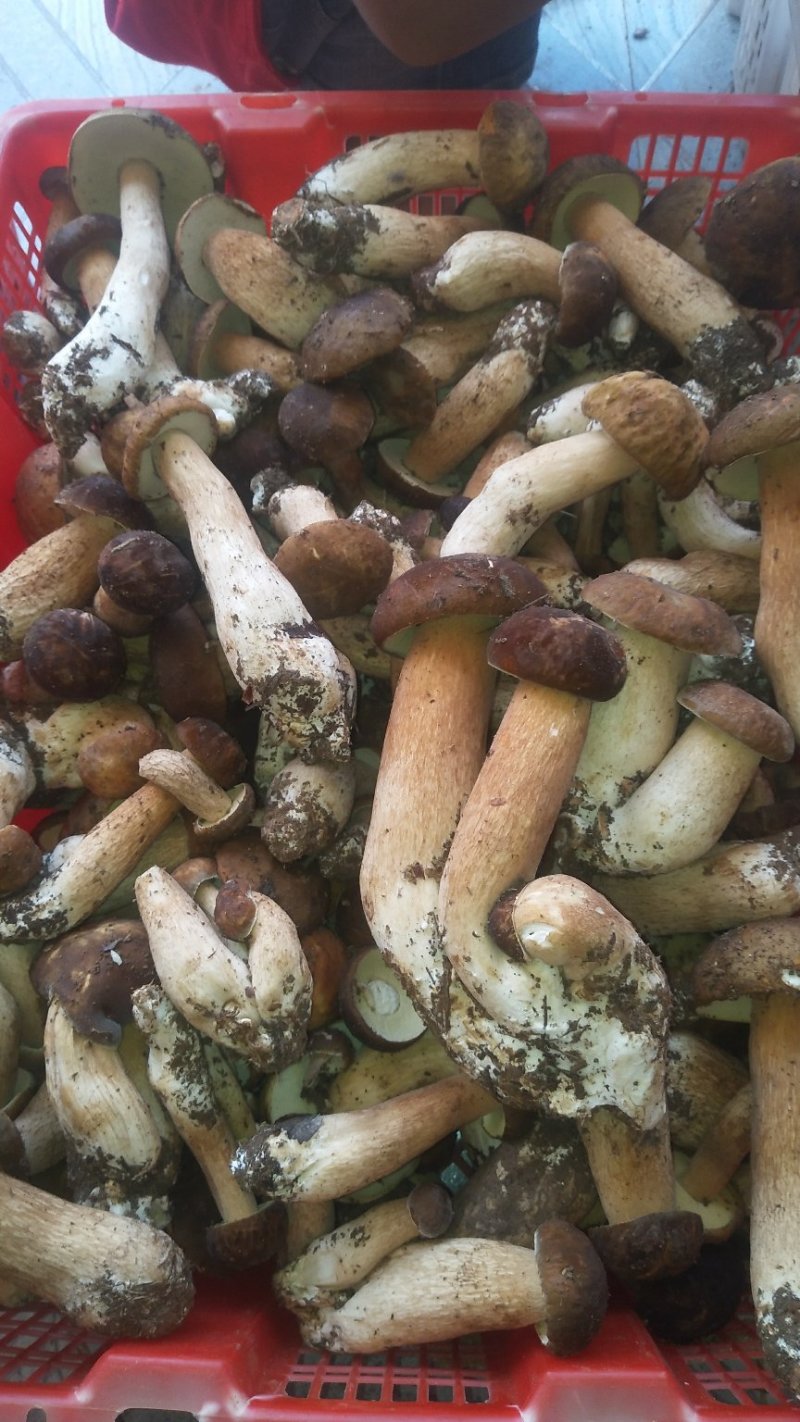 野生菌牛肝菌（美味牛肝、山乌茸、蘑菇），6月份上市。