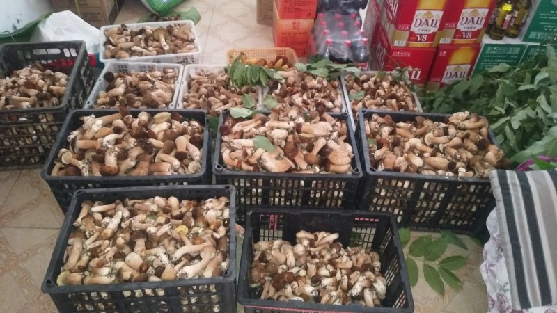 野生菌牛肝菌（美味牛肝、山乌茸、蘑菇），6月份上市。