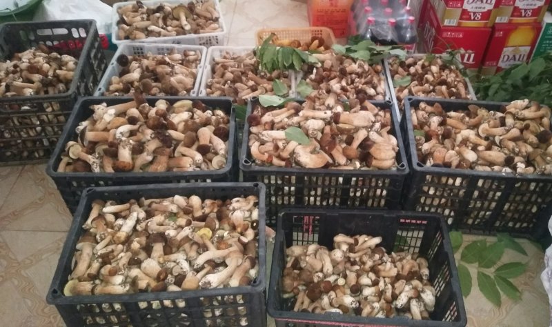 野生菌牛肝菌（美味牛肝、山乌茸、蘑菇），6月份上市。
