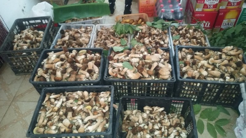 野生菌牛肝菌（美味牛肝、山乌茸、蘑菇），6月份上市。