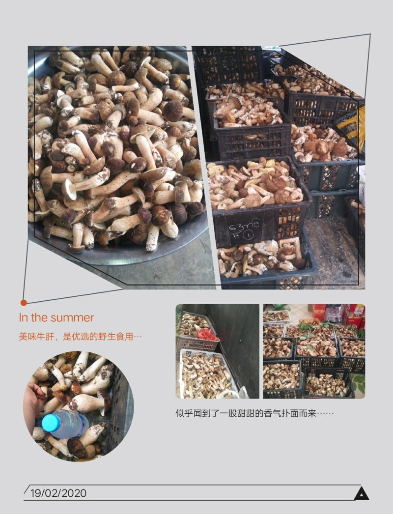 野生菌牛肝菌（美味牛肝、山乌茸、蘑菇），6月份上市。