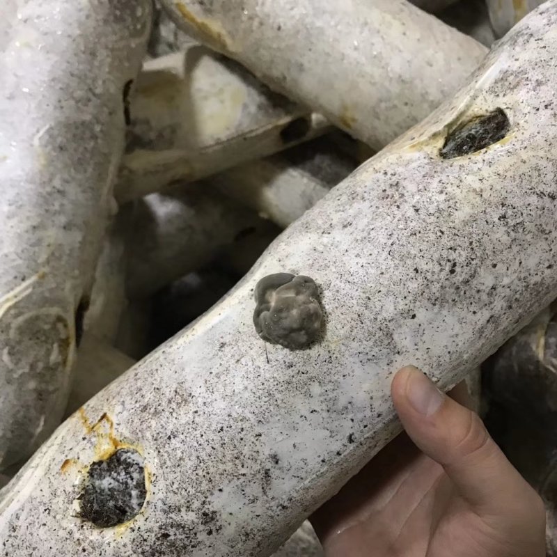 鲜货舞茸一盒生鲜舞茸栗蘑新鲜灰树花150g/盒