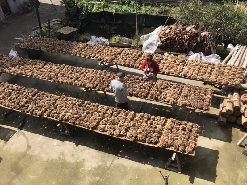 鲜货舞茸一盒生鲜舞茸栗蘑新鲜灰树花150g/盒