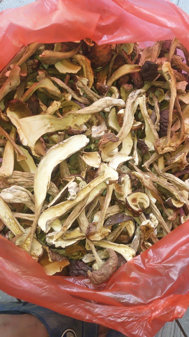 牛肝菌（美味），按菌的大小、菌伞的开放程度进行切片加工。