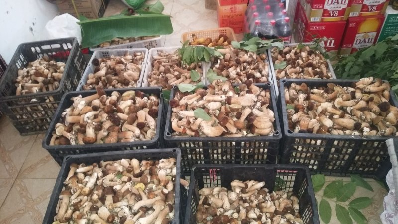 牛肝菌（美味），按菌的大小、菌伞的开放程度进行切片加工。