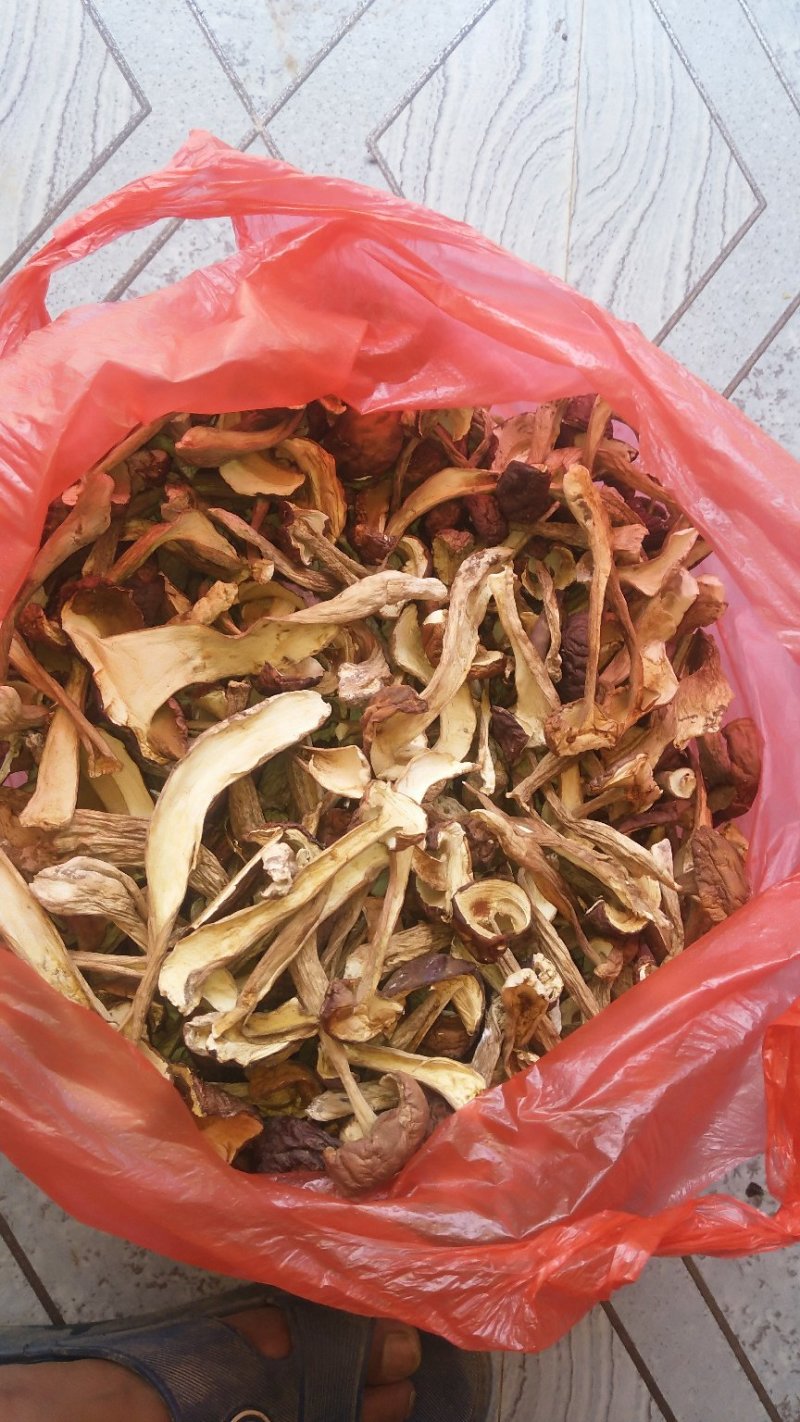 牛肝菌（美味），按菌的大小、菌伞的开放程度进行切片加工。