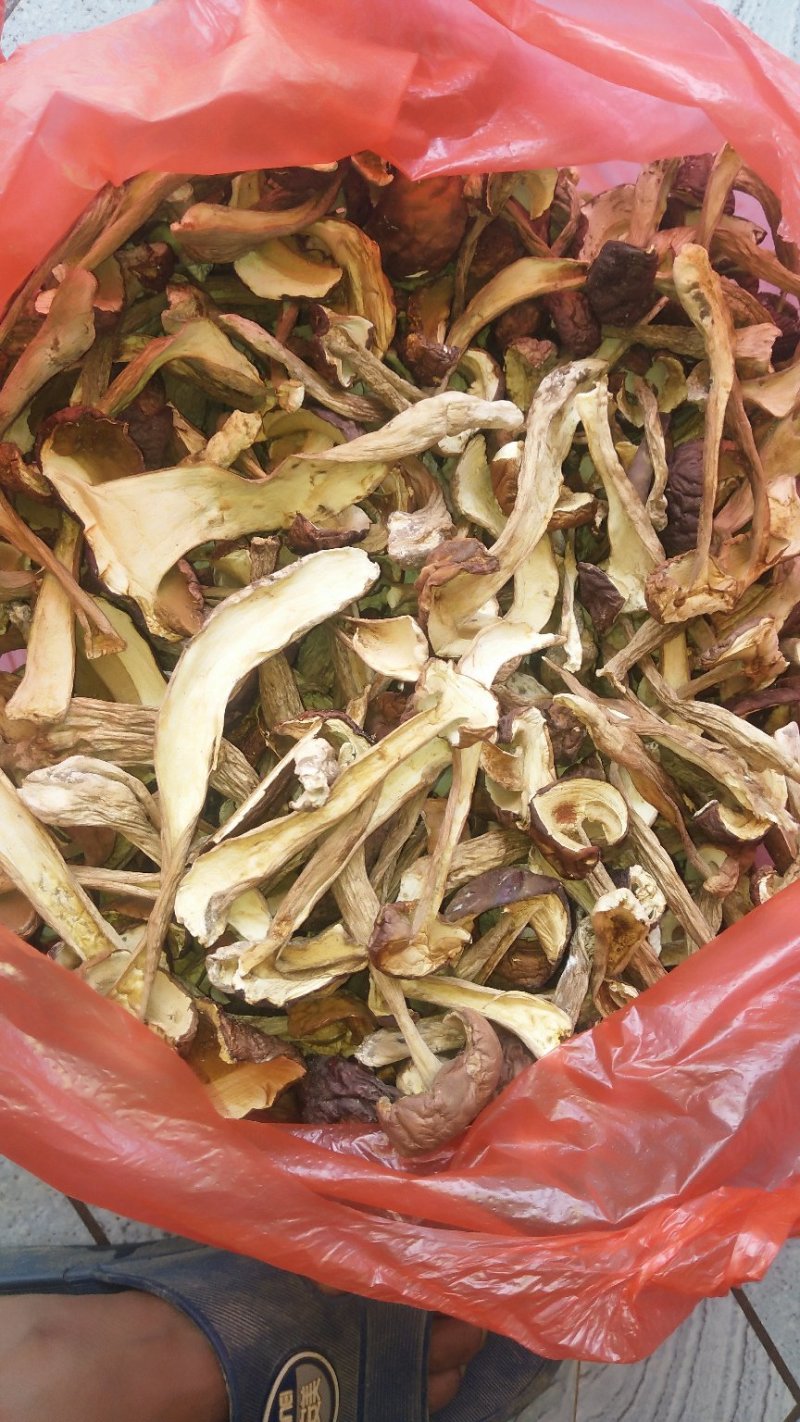 牛肝菌（美味），按菌的大小、菌伞的开放程度进行切片加工。