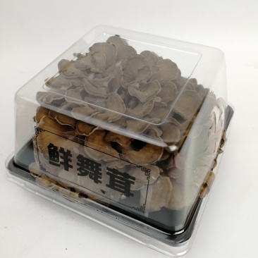 鲜货舞茸一盒生鲜舞茸栗蘑新鲜灰树花150g/盒