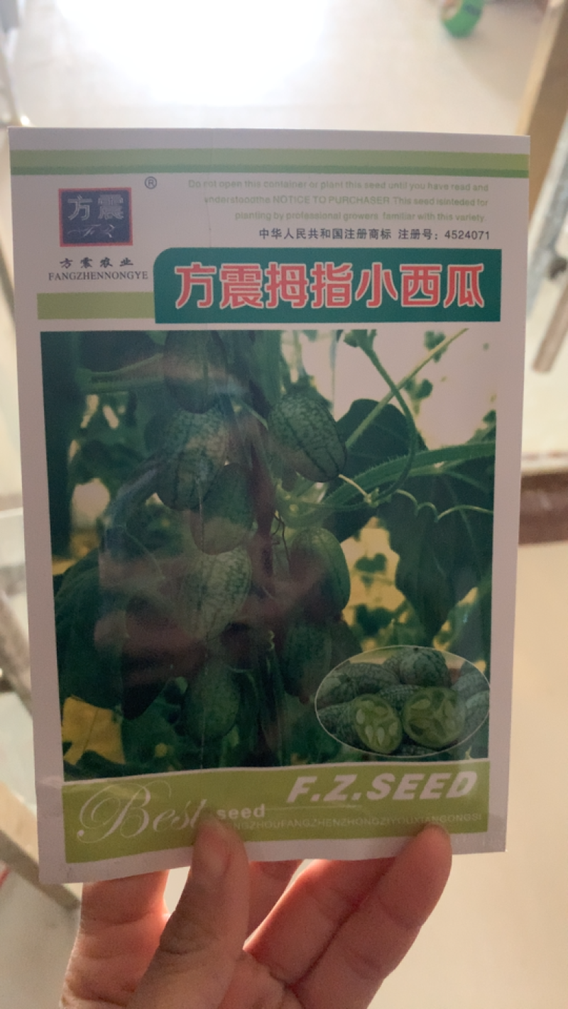 拇指西瓜种子春夏秋冬四季水果种子盆栽阳台