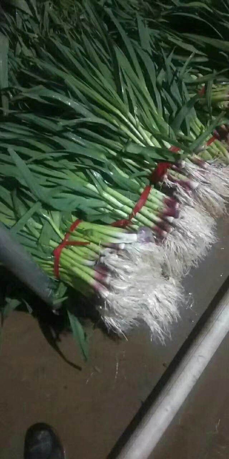 徐州丰县蒜苗精品红根蒜苗大量上市基地直发量大价优
