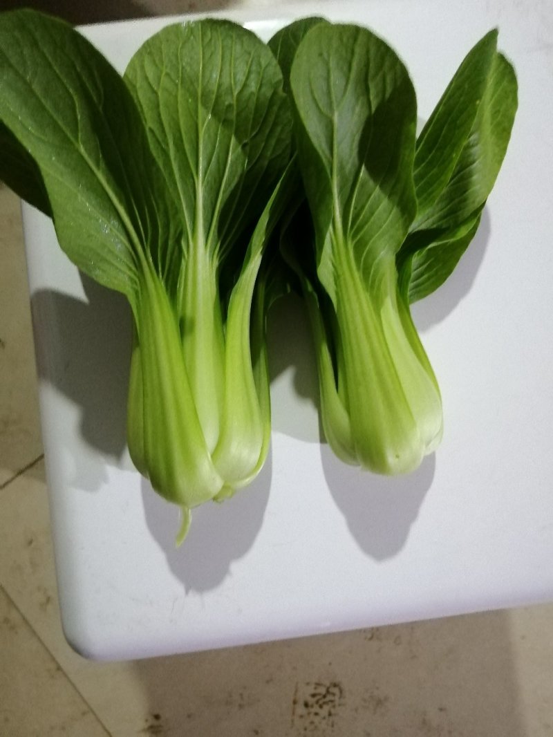 上海青，油菜基地直发一手货源，可供商超食品厂用菜！