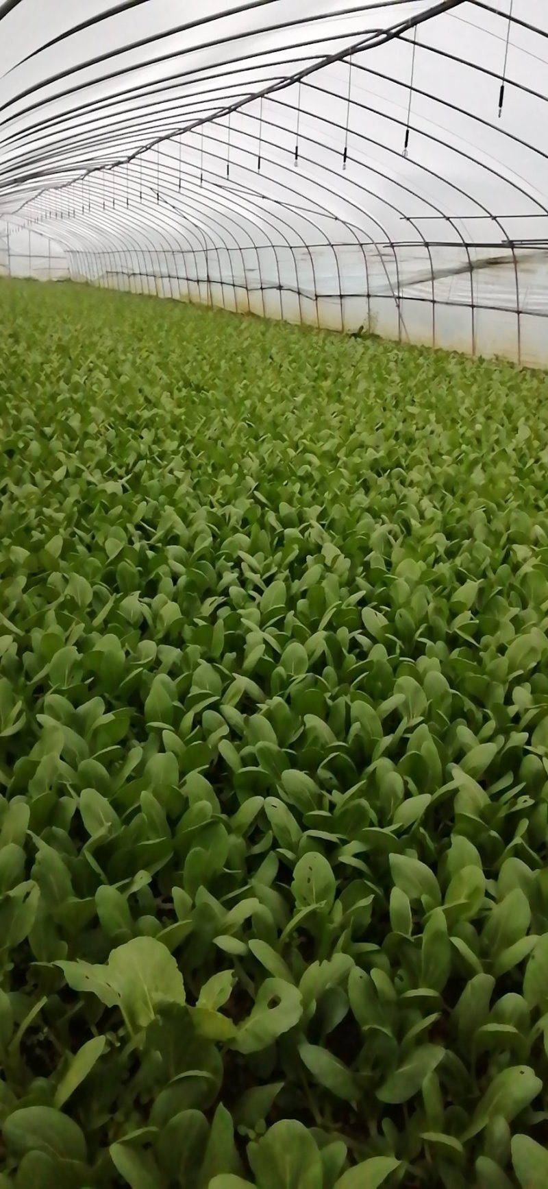上海青，油菜基地直发一手货源，可供商超食品厂用菜！