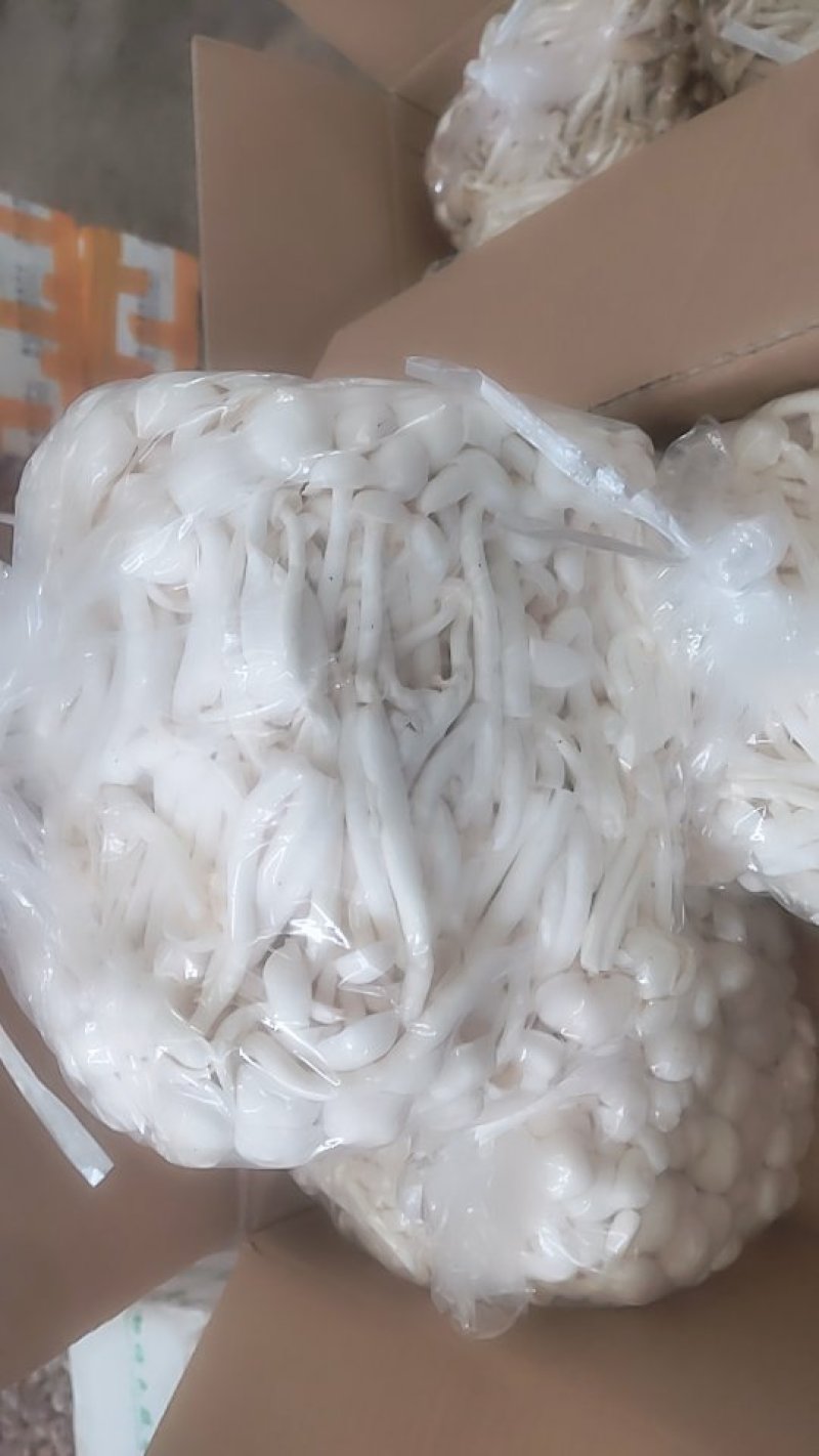 白玉菇