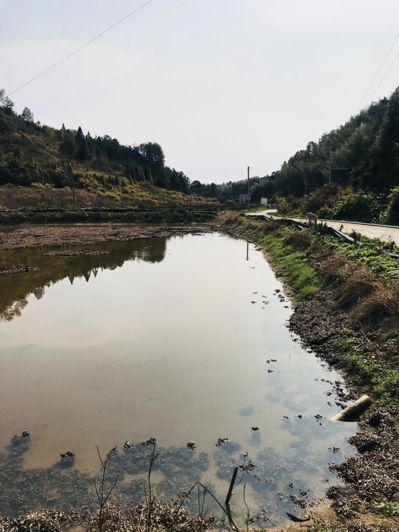 塘口田地出租转让