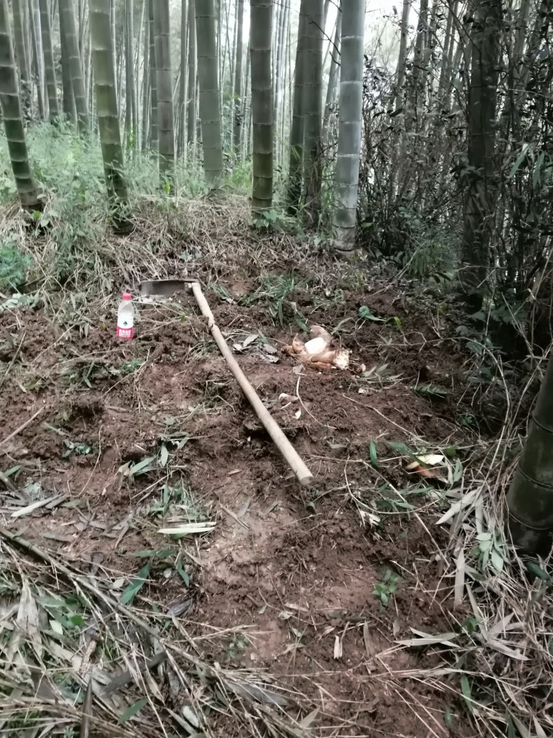 蜀南竹海楠竹种苗