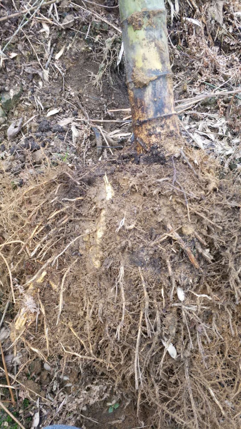 蜀南竹海楠竹种苗