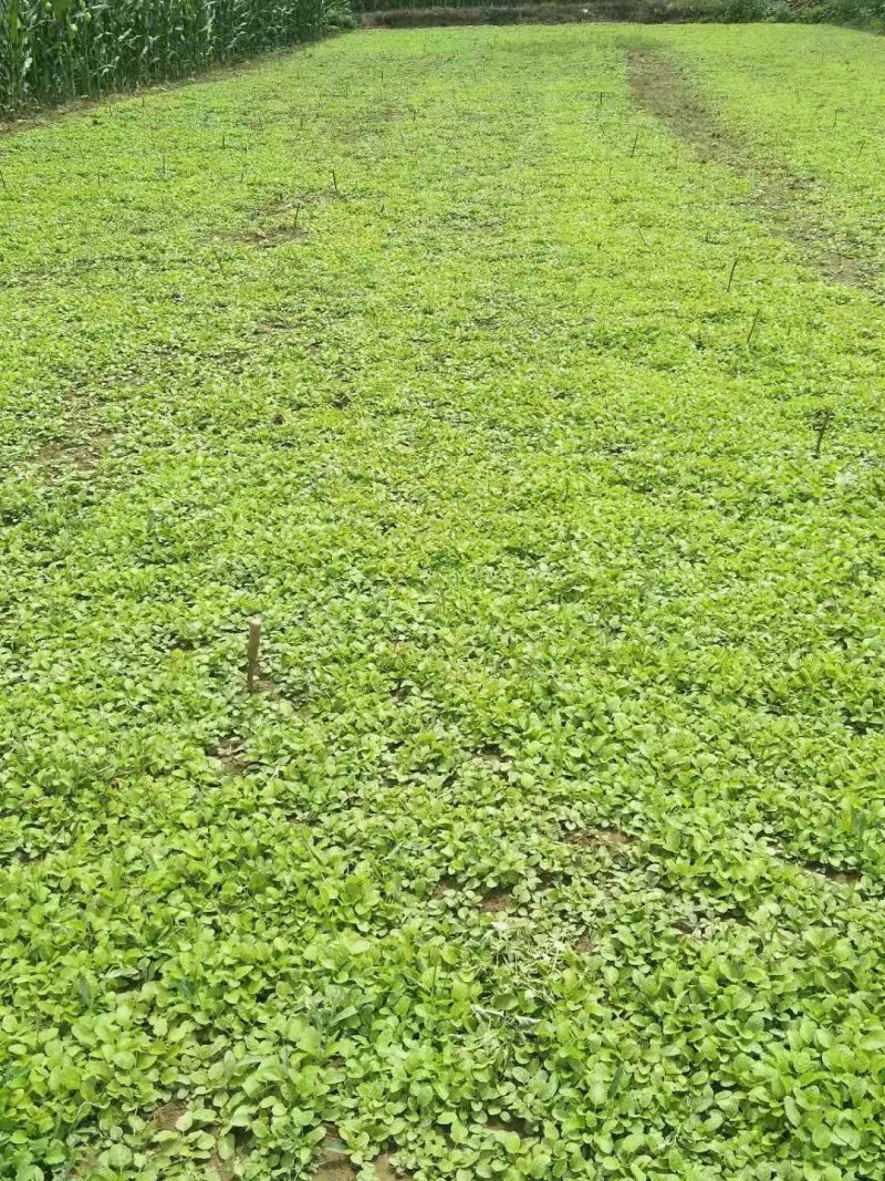 优质丹参苗