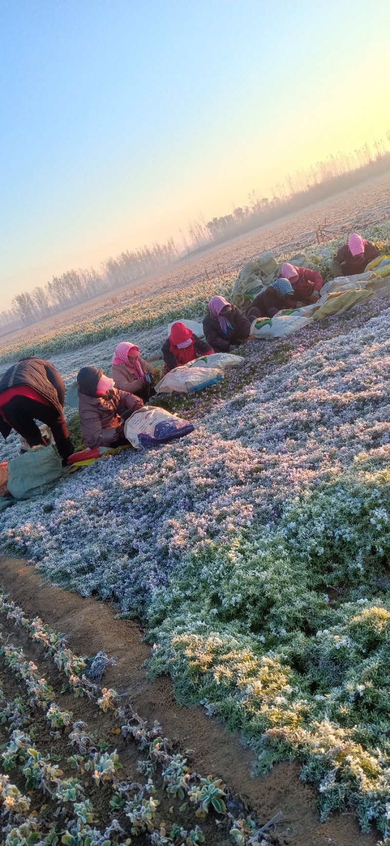 萱草，多年生宿根花卉，适合大面积绿化用