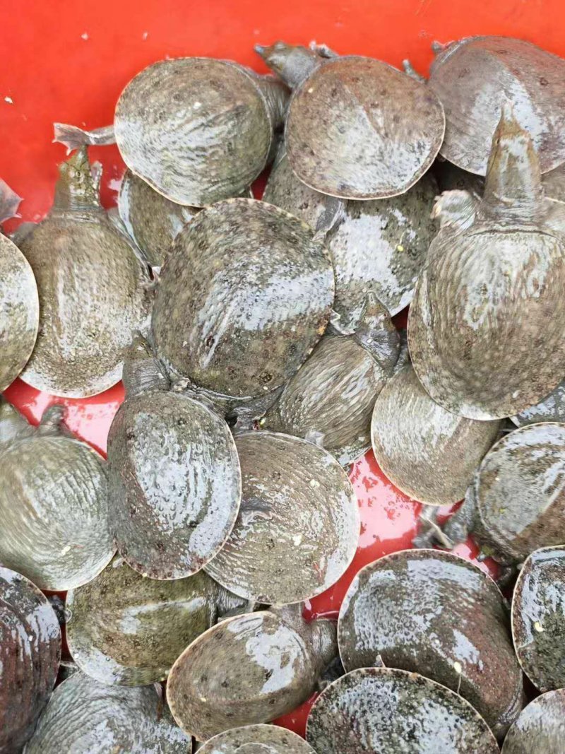 龟鳖类自然越冬吃小鱼小虾长大的生态甲鱼苗