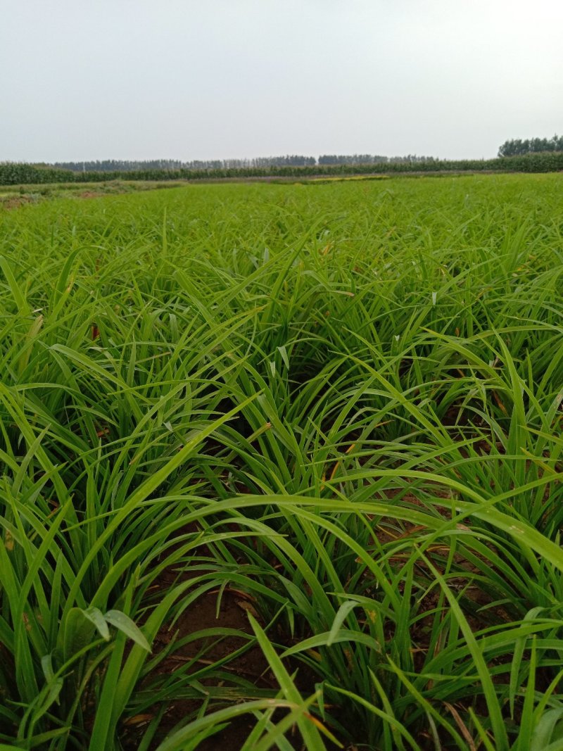 萱草，多年生草本花卉，适合大面积野外绿化用