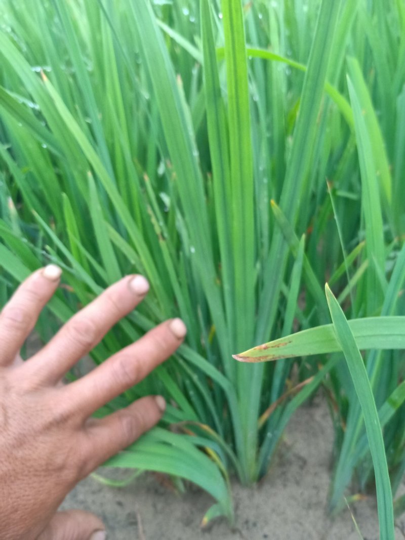 萱草，多年生草本花卉，适合大面积野外绿化用