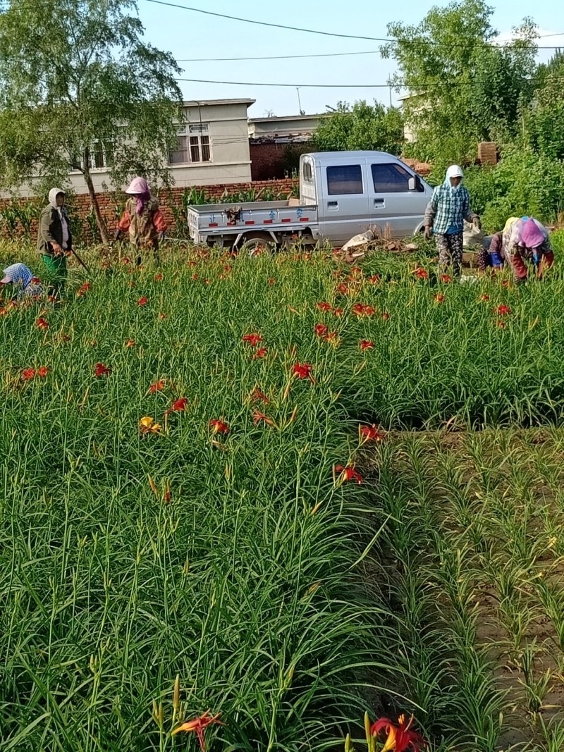 萱草，多年生草本花卉，适合大面积野外绿化用