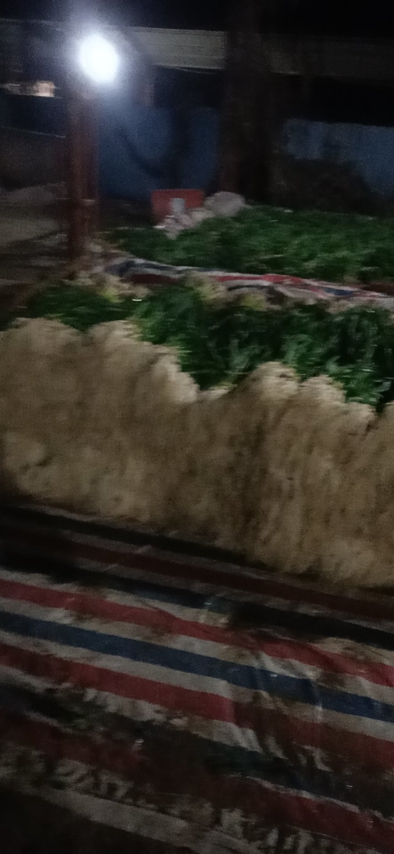 红根蒜苗