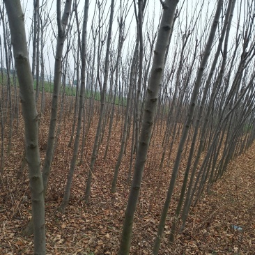 栾树
