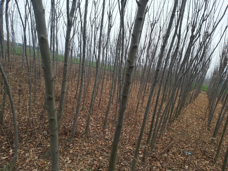 栾树