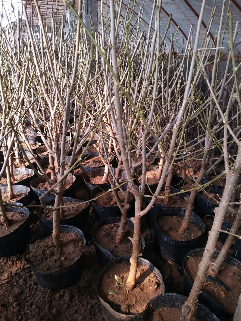 优质果桑苗桑树苗盆景盆栽基地直发成活率高