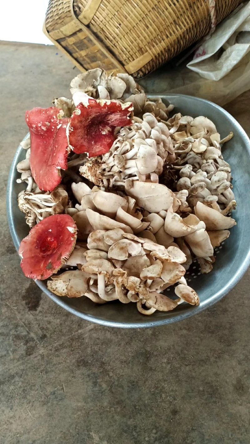 九月菇，云南，野生，量少，需提前预订！（野生菌）