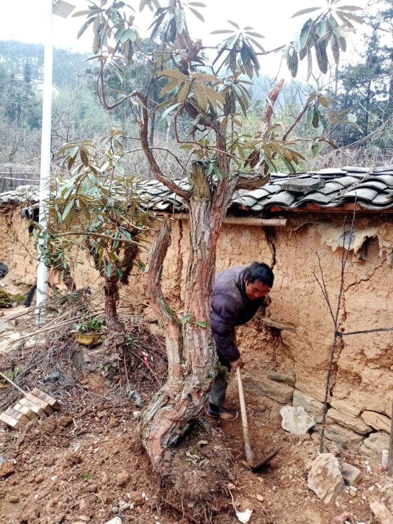 出售马缨花