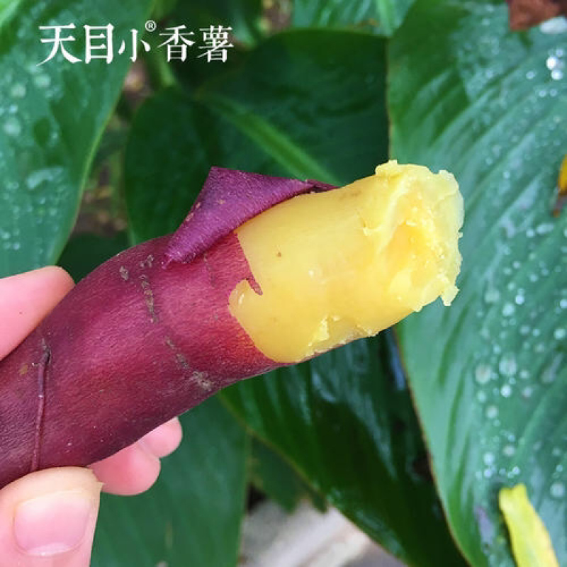天目山小香薯苗天目山小香薯红薯苗天目山小香薯苗