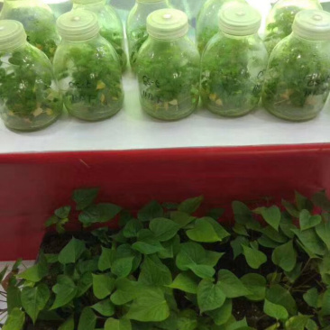 天目山小香薯苗天目山小香薯红薯苗天目山小香薯苗