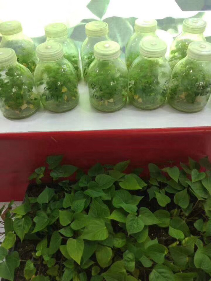 天目山小香薯苗天目山小香薯红薯苗天目山小香薯苗
