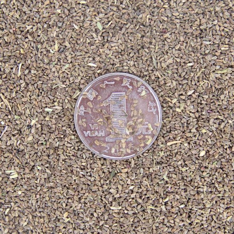 古代稀种子送春花晚春锦花园花坛花境播种栽培常见品种