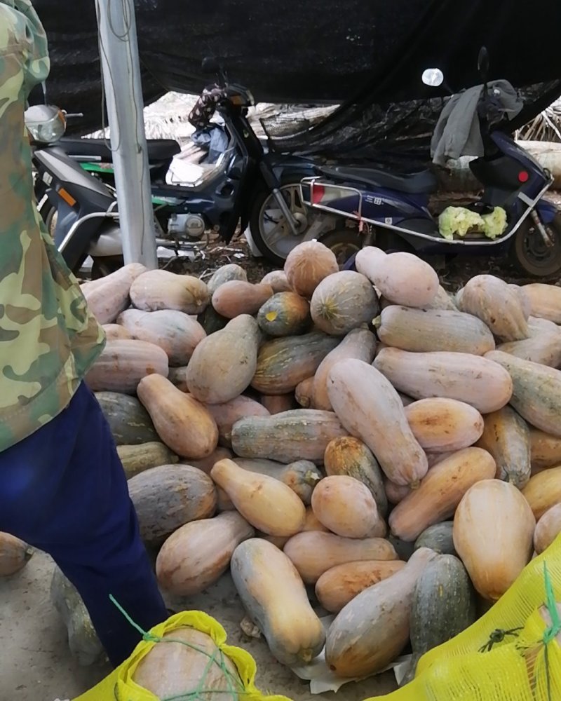 徐闻县基地精品市场超市蜜本小南瓜，全国代发，诚信经营