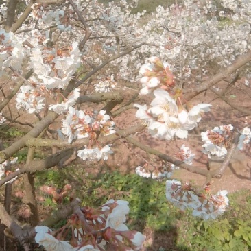 樱桃