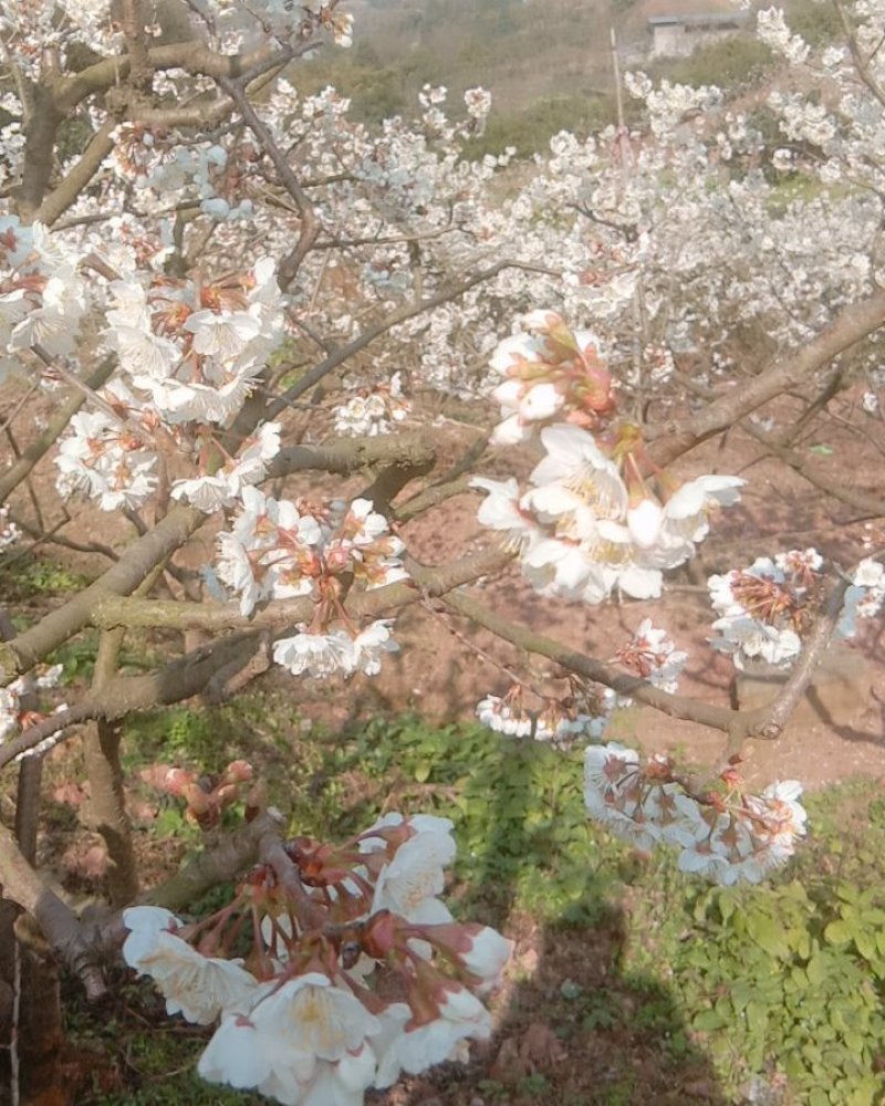 樱桃